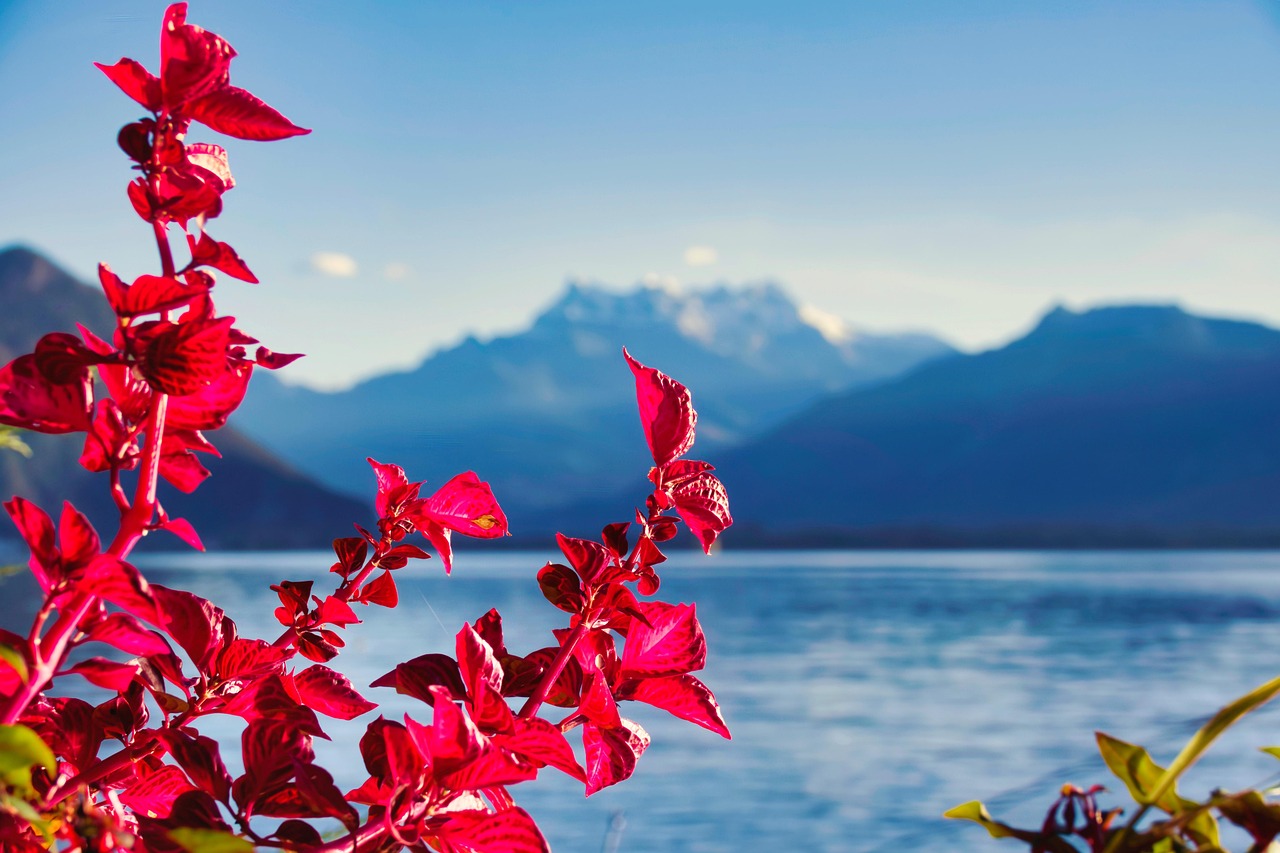 flower, plant, flower wallpaper, beautiful flowers, lake, flower background, mountains, beautiful nature, dents-du-midi, leman, geneva lake, nature background, switzerland, montreux, nature, landscape, hd wallpaper, nature wallpaper
