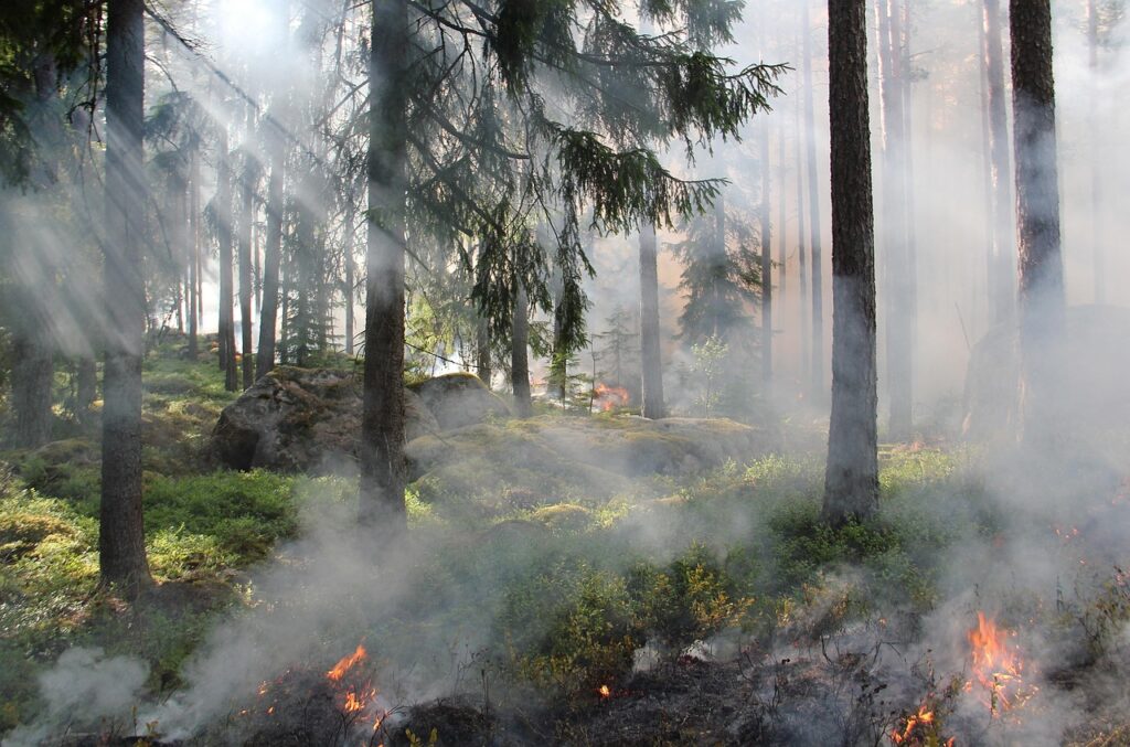 the ugly swamp, nature reserve, nature, burning, fire, smoke, nature conservation burning, sweden, ash, forest fire, hot, forest, tree, nature conservation